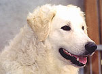 Tavasz, erfolgreichster Junghund 2004 KAH